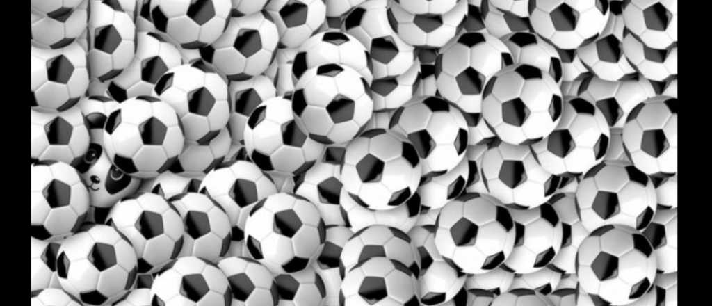 &iexcl;S&oacute;lo para habilidosos! &iquest;D&oacute;nde se oculta el oso panda?