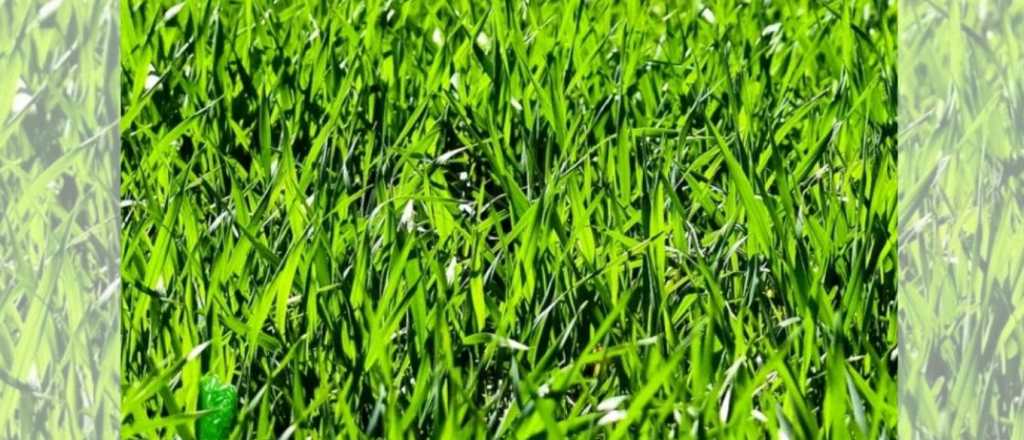 &iexcl;Solo para habilidosos! &iquest;D&oacute;nde se oculta el paquete de pl&aacute;stico?