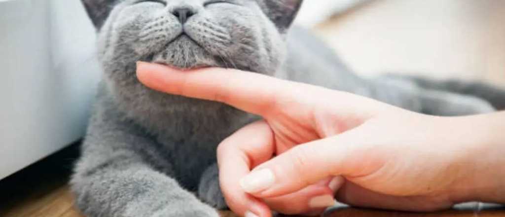 Cómo piden perdón los gatos