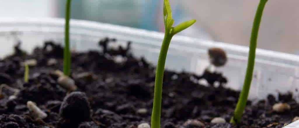 Las frutas ideales para cultivar durante el invierno