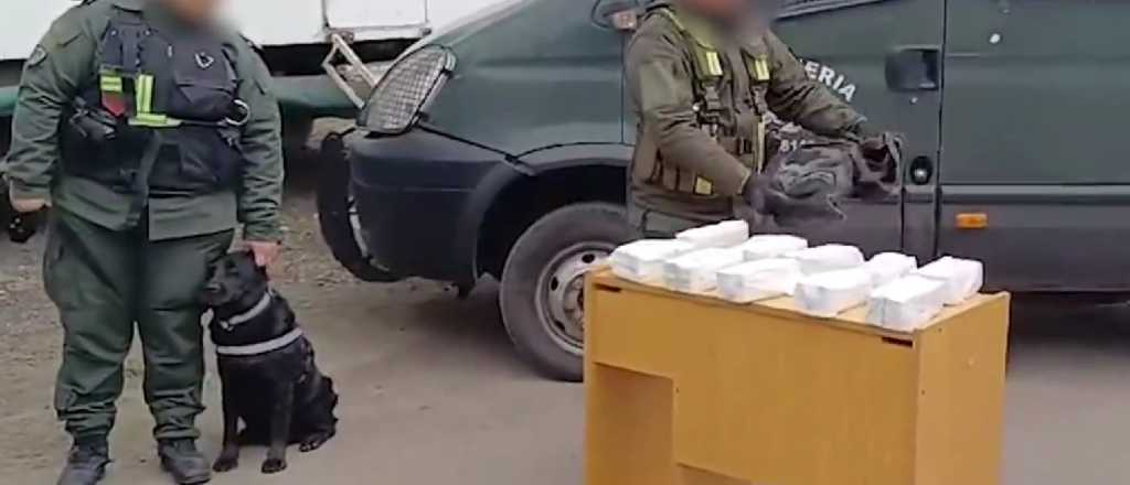 Bullrich mostró en acción a Canina Jelinek