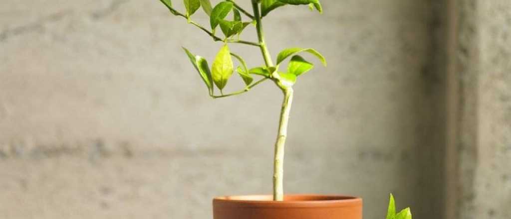 Cu&aacute;l es la &eacute;poca ideal para plantar un limonero