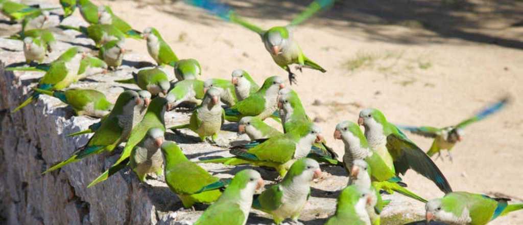 Continúa sin solución la "plaga verde" que avanza en Mendoza