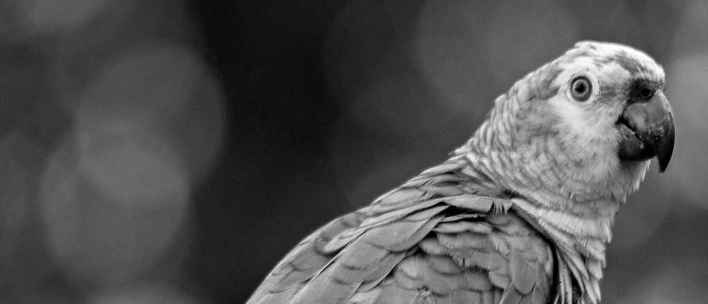 Cr&oacute;nicas del subsuelo: La lengua del loro