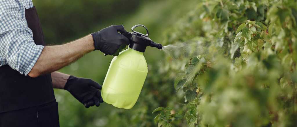C&oacute;mo hacer un "repelente" casero para tus plantas