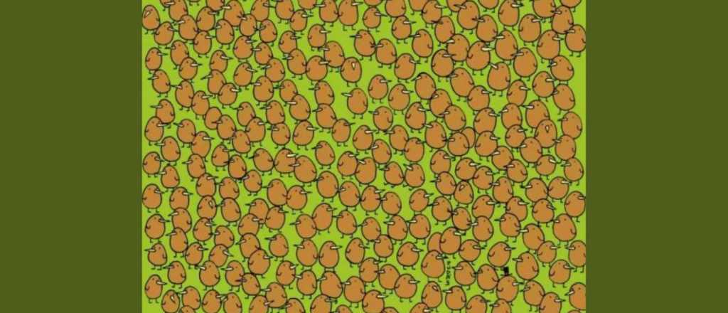 Acertijo visual: ¿dónde se ocultan los cuatro kiwis?