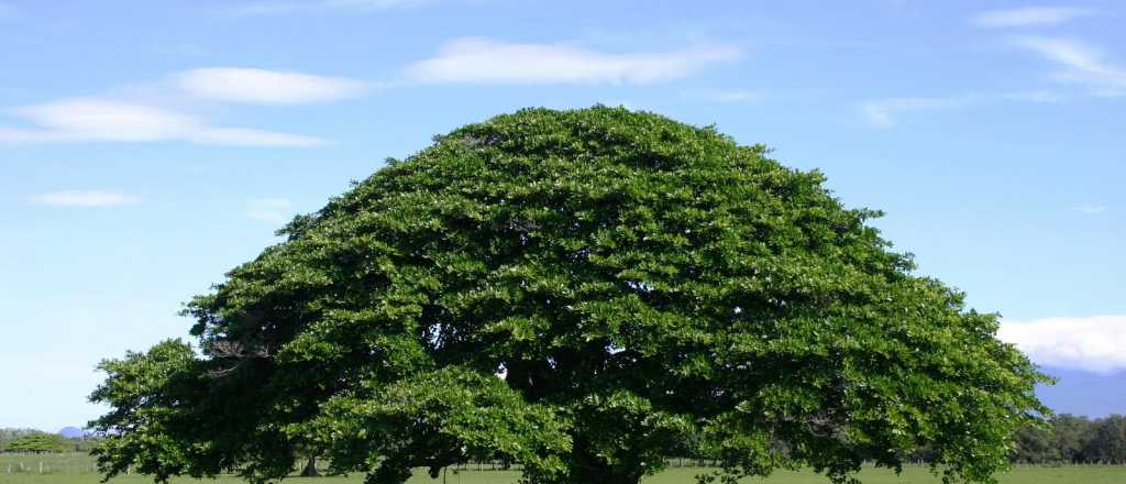 Estas urnas te transformar&aacute;n en &aacute;rbol cuando te mueras