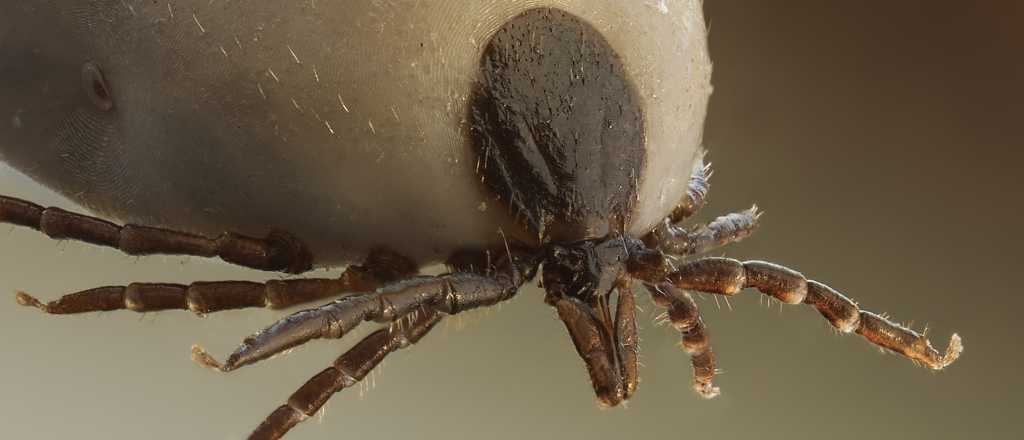 &iquest;Puede un &aacute;caro morderte? S&iacute;, y estos son los s&iacute;ntomas