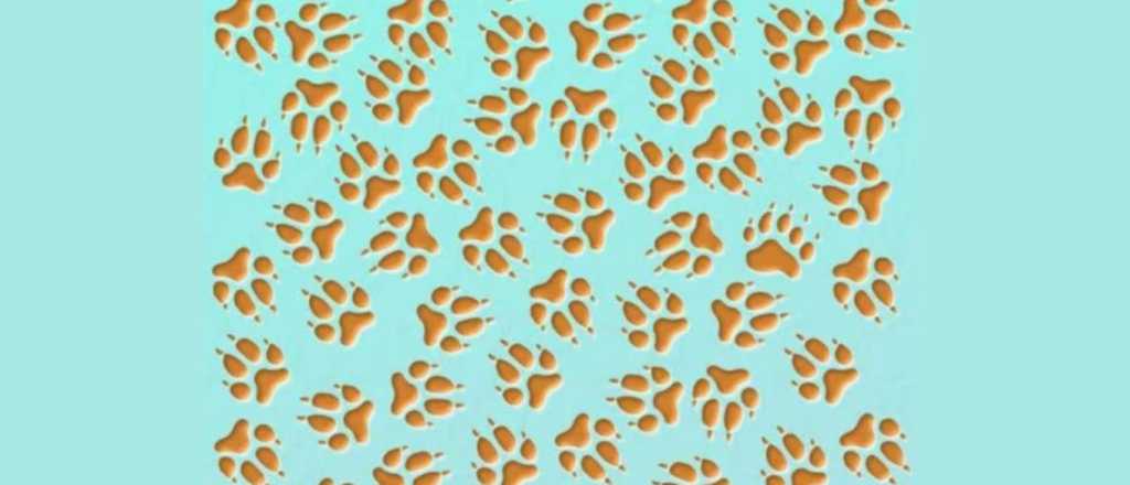 &iexcl;Solo para habilidosos! &iquest;Pod&eacute;s encontrar la huella de oso?