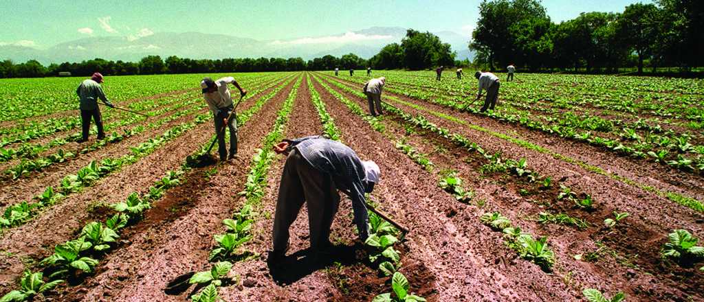 Cuanto cobrarán los trabajadores del camote en Mendoza