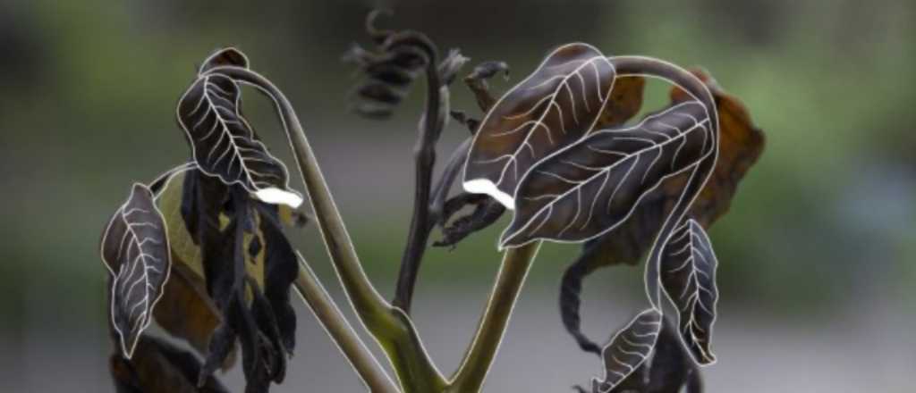 Qu&eacute; es la "helada negra" provocada por la ola polar