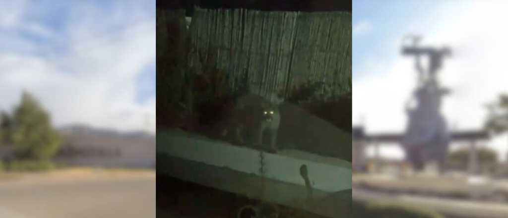 Susto en El Challao: un puma se meti&oacute; al patio de una casa