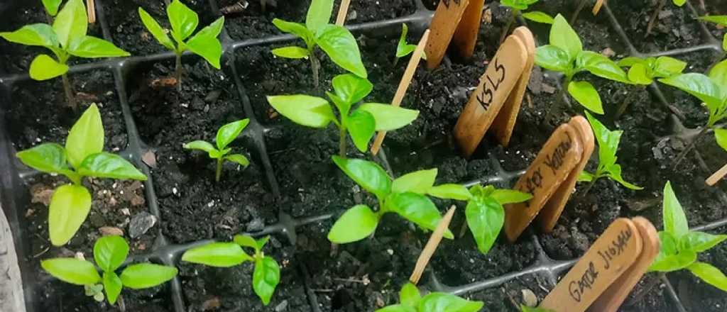 Cu&aacute;l es la mejor &eacute;poca del a&ntilde;o para sembrar aj&iacute;