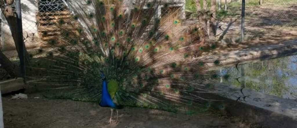 Mataron a Sim&oacute;n, el pavo real de una escuela de San Rafael