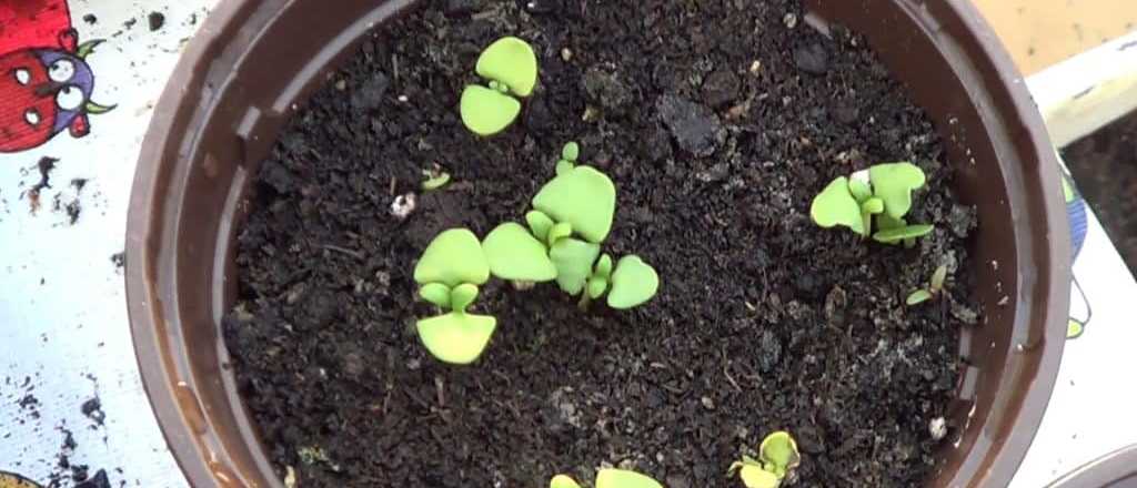 Cuál es el mejor momento del año para sembrar albahaca