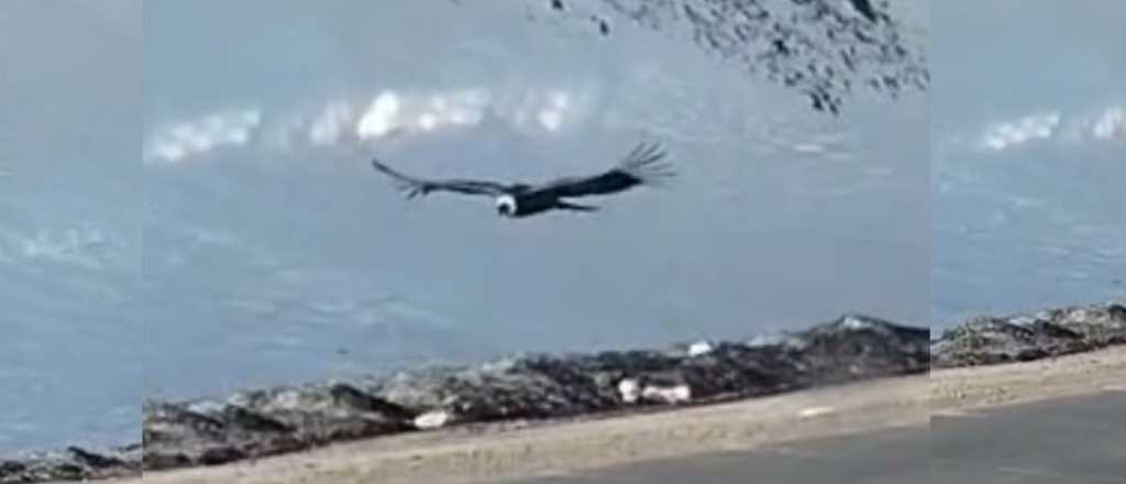 Video: el maravilloso vuelo de un c&oacute;ndor en Alta Monta&ntilde;a