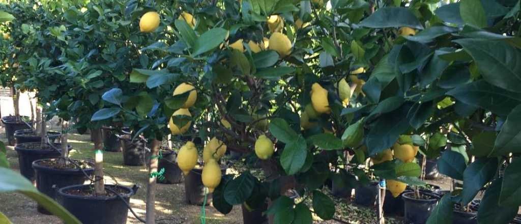 En qu&eacute; epoca es mejor sembrar un limonero en tu jard&iacute;n