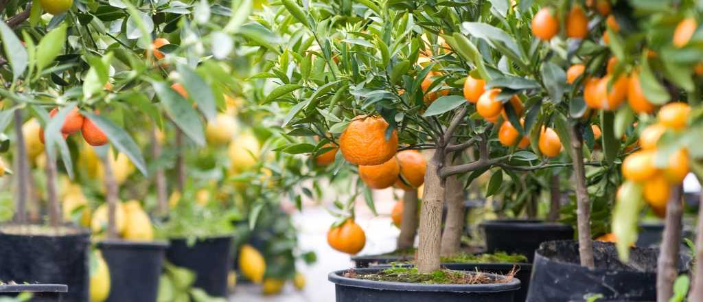 Cu&aacute;ndo es el momento ideal para sembrar mandarina en tu jard&iacute;n