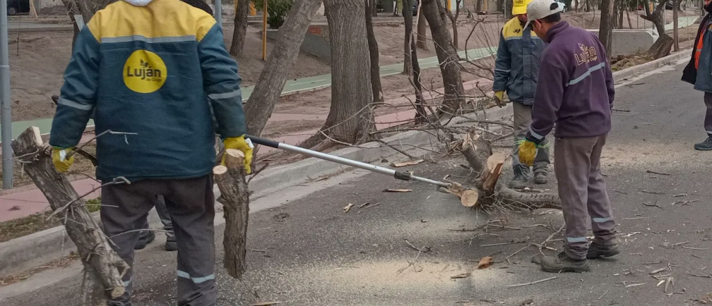 Incendios, &aacute;rboles ca&iacute;dos y otros da&ntilde;os que provoc&oacute; el Zonda este jueves