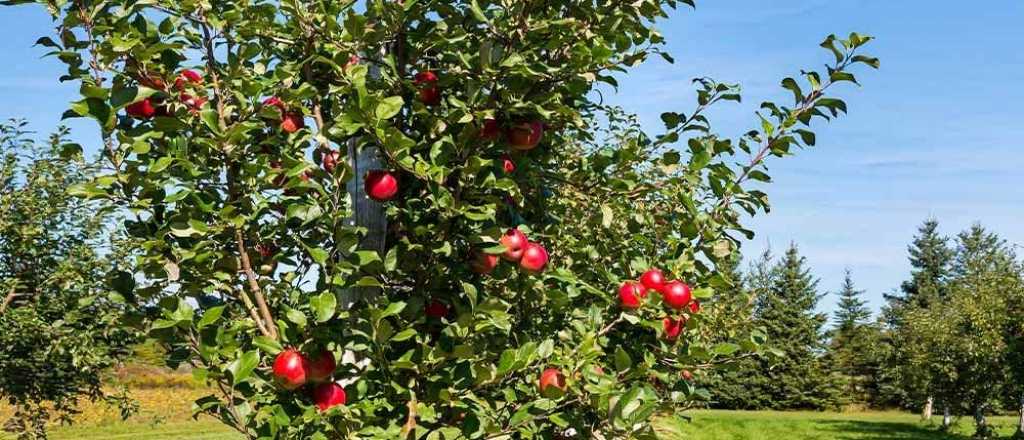 En qué época es mejor sembrar manzana en tu jardín