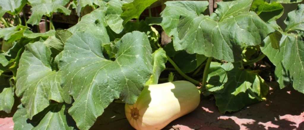 En qué mes conviene sembrar zapallo en tu jardín