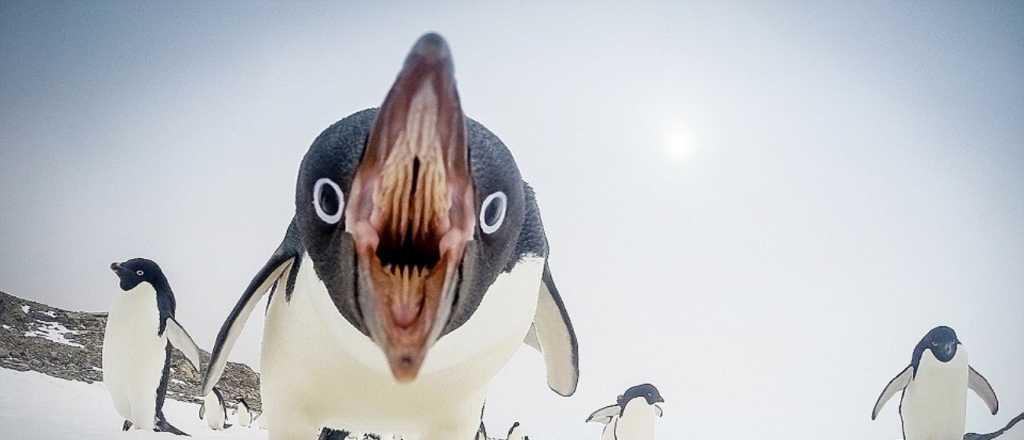 Pura Naturaleza: estas son las fotos más impresionantes de 2015