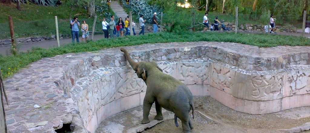 Dos elefantes del Zoo de Mendoza se ir&iacute;an a Brasil