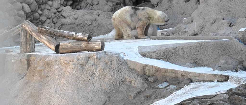 Videos: los ojos del turismo también ven la crisis de Zoo de Mendoza
