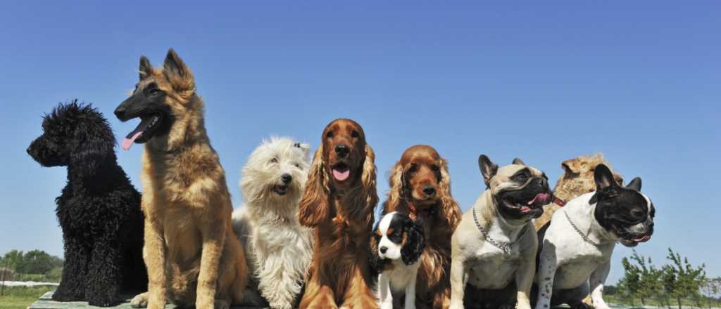 11 razas de perros antes y después de su modificación genética