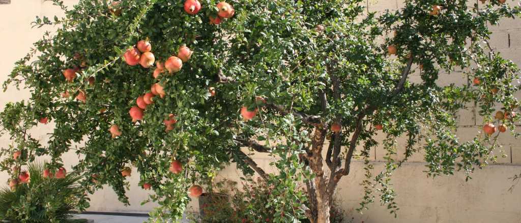 Cu&aacute;l es la mejor &eacute;poca para plantar un &aacute;rbol de granada en tu patio