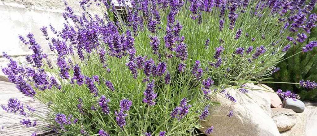 Cuál es la planta que resiste al frío y ayuda a dormir mejor