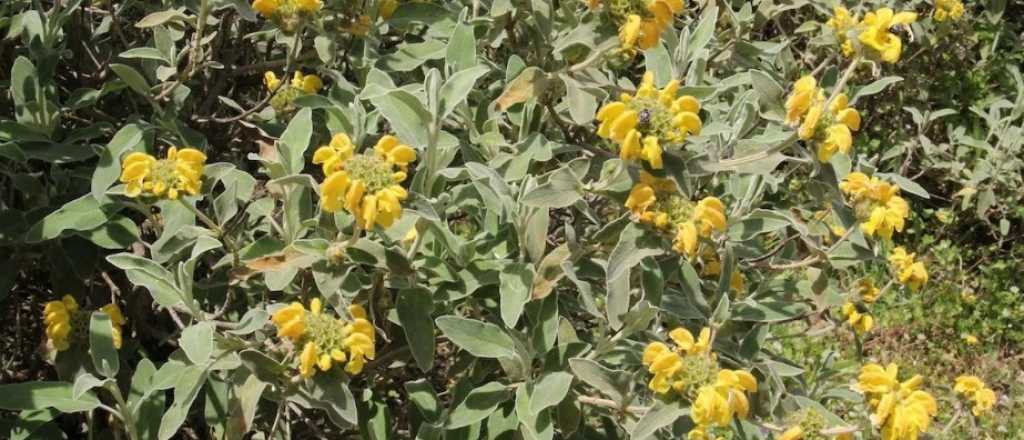 Cuál es la mejor época para sembrar Salvia de Jerusalem en tu jardín