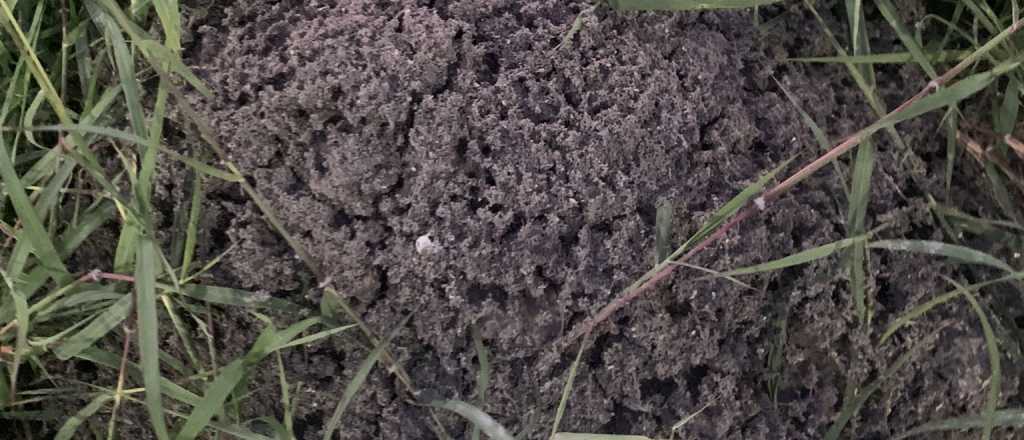 C&oacute;mo eliminar para siempre los hormigueros del jard&iacute;n