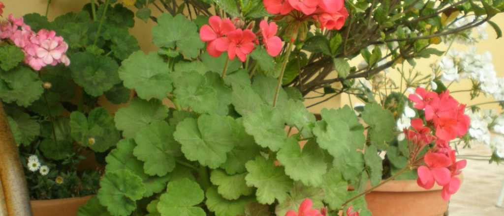 Cu&aacute;l es la mejor &eacute;poca del a&ntilde;o para sembrar malvones en tu jard&iacute;n