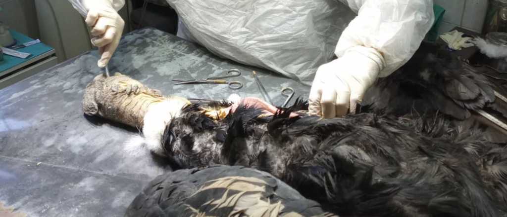 Un c&oacute;ndor fue encontrado muerto en Potrerillos: ten&iacute;a 14 perdigones