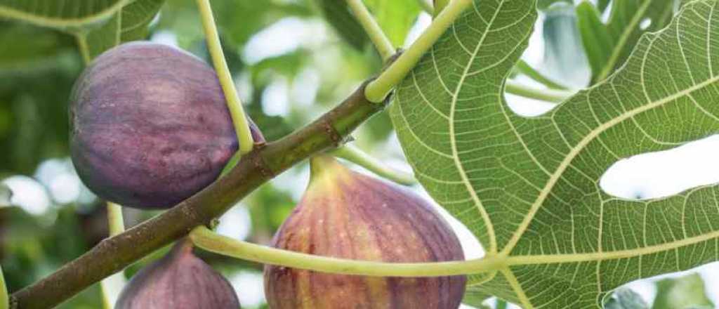 Cu&aacute;l es la mejor &eacute;poca del a&ntilde;o para sembrar higo en tu jard&iacute;n