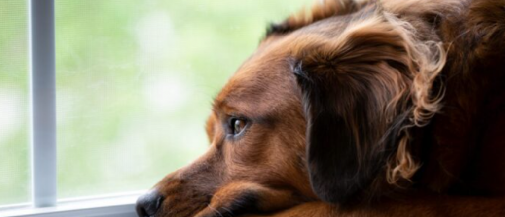 Estudio revela por qu&eacute; lloran los perros