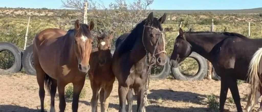 Caballos faenados: ser&iacute;an tres ladrones y "uno muy h&aacute;bil con la cuchilla"