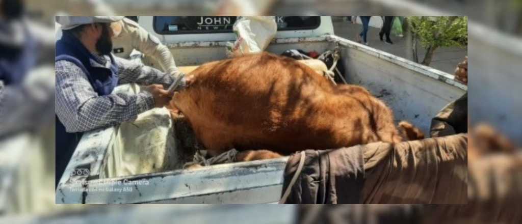 Tres detenidos en San Carlos por robar una vaca y la cr&iacute;a