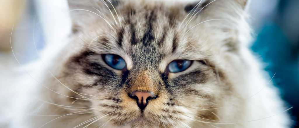 &nbsp;Mascotas &iquest;C&oacute;mo evitar que nuestros gatos se enfermen?