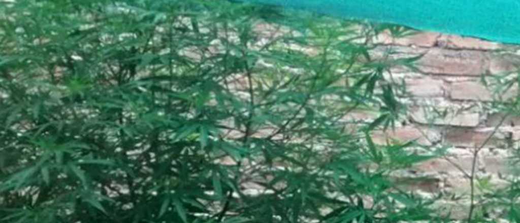 Hallaron 170 plantas de marihuana en un vivienda de San Rafael