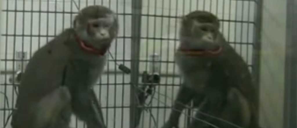 Tras un choque escaparon monos que eran usados en un laboratorio