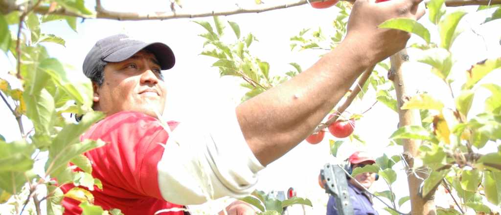 Brasil cierra importaciones de pera y manzana y Mendoza perdería $30 millones
