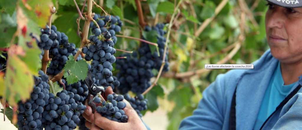 En Mendoza prevén una cosecha de uva 17,5% mayor que la de 2017