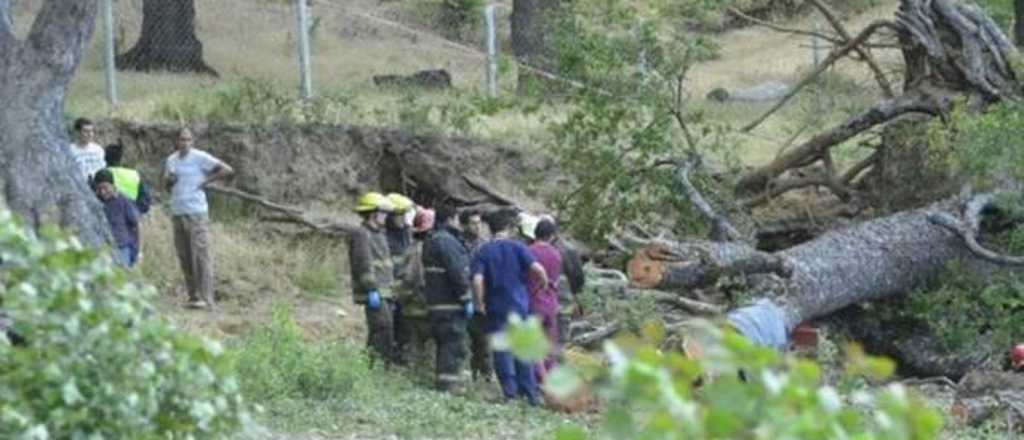 Neuquén: dos niños murieron al ser aplastados por un árbol