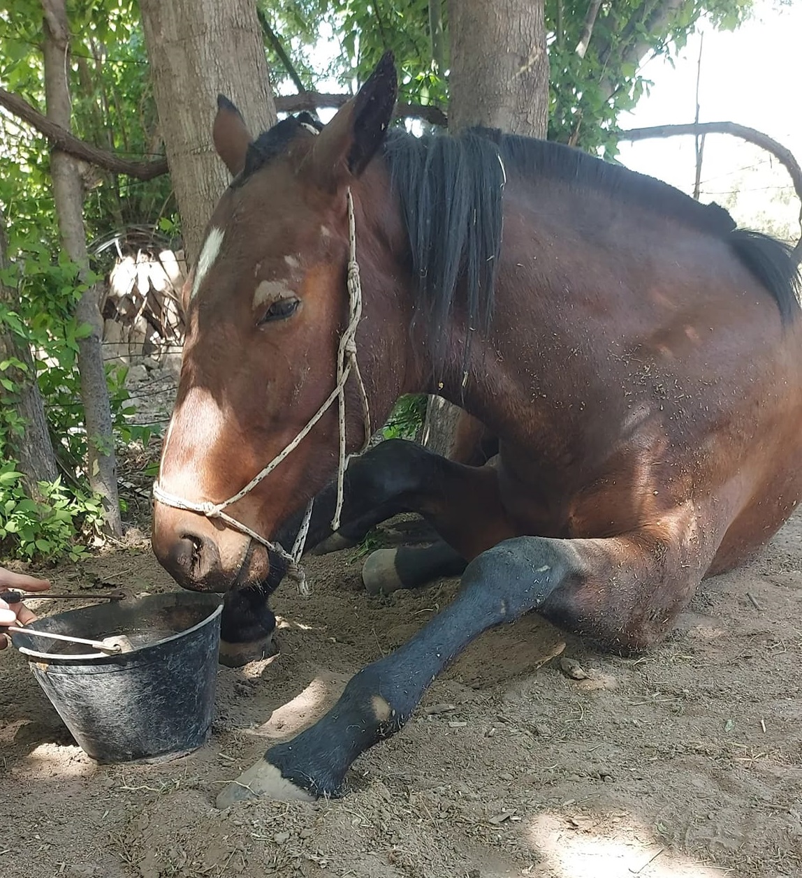 Murió Ágata, la yegua brutalmente golpeada en el Sur provincial - Mendoza  Post