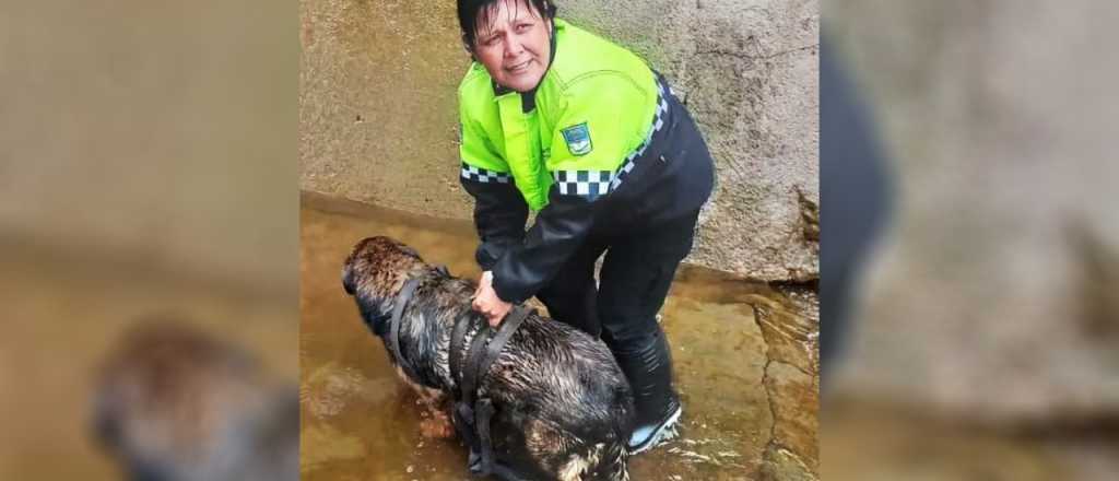 Una municipal rescat&oacute; a un perro que se hab&iacute;a ca&iacute;do a un canal, en San Mart&iacute;n