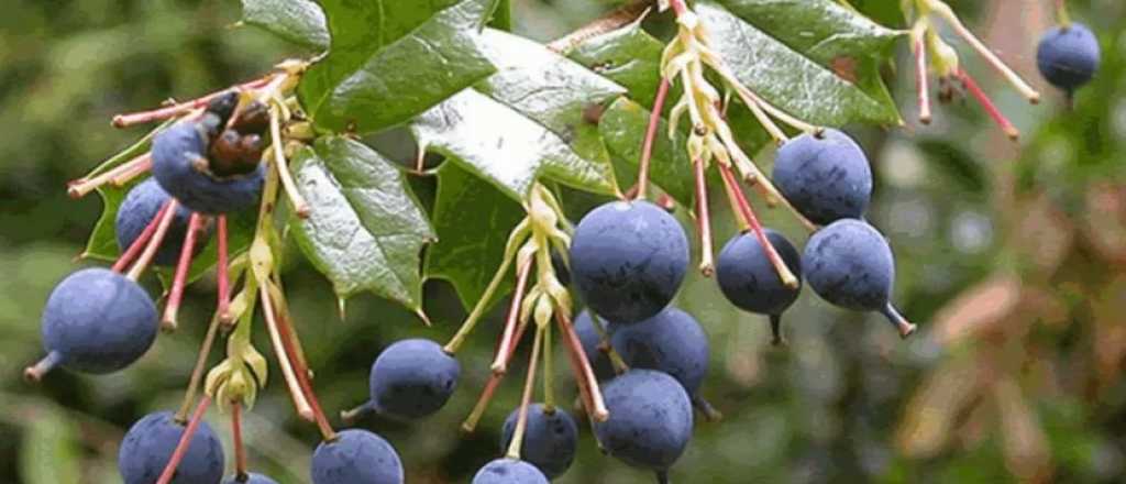 Cu&aacute;l es el mejor momento del a&ntilde;o para sembrar calafate