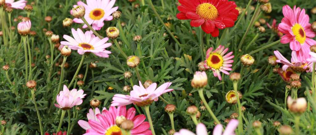 Si quer&eacute;s evitar mosquitos, no pongas estas plantas en tu jard&iacute;n