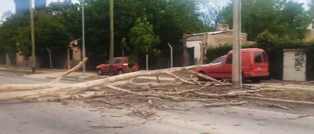 Se cay&oacute; un &aacute;rbol en Guaymall&eacute;n y los autos usaron la vereda para pasar